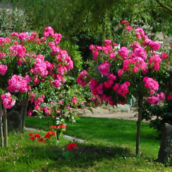 Rosa  Décorosier® - ‘Emera‘