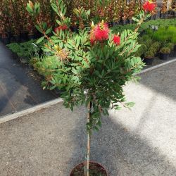 Callistemon laevis - C6.5L - tigette 60 cm