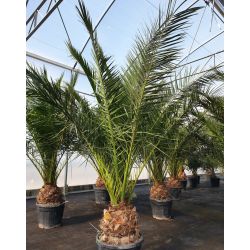 Phoenix canariensis - C90L stipe 30/40 cm extra fort - 280/300 cm