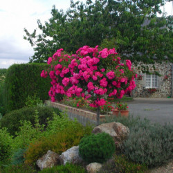 Rosa  Décorosier® - ‘Emera‘