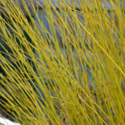 Cornus stolonifera 'Flaviramea' - Cornouiller à bois jaune