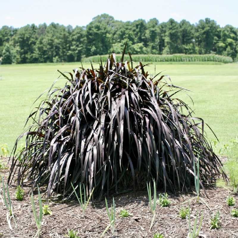 Pennisetum purpureum ‘Vertigo‘ - Millet Ornemental