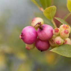 Vaccinium corymbosum ‘Pink Lemonade’