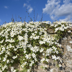 Clematis montana ‘Wilsonii’