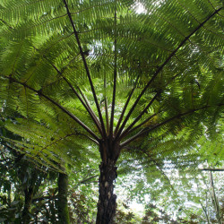 Cyathea cooperi