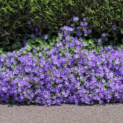 Campanula portenschlagiana