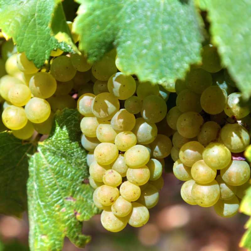 Vitis vinifera ‘Chasselas Doré’