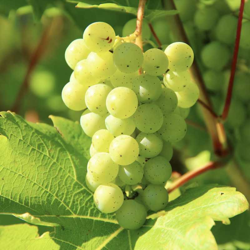 Vitis vinifera ‘Muscat Blanc’