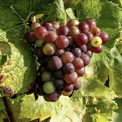 Vitis vinifera ‘Cardinal’