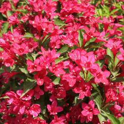 Weigela ‘Red Prince’