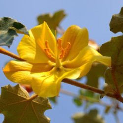 Fremontodendron ‘California Glory‘
