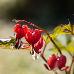 Dicentra spectabilis Valentine