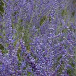 Perovskia atripliciflora ‘Blue Spire’