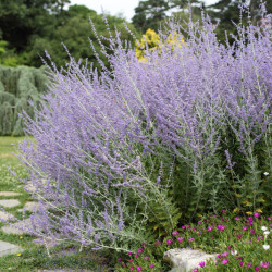 Perovskia atripliciflora ‘Blue Spire’