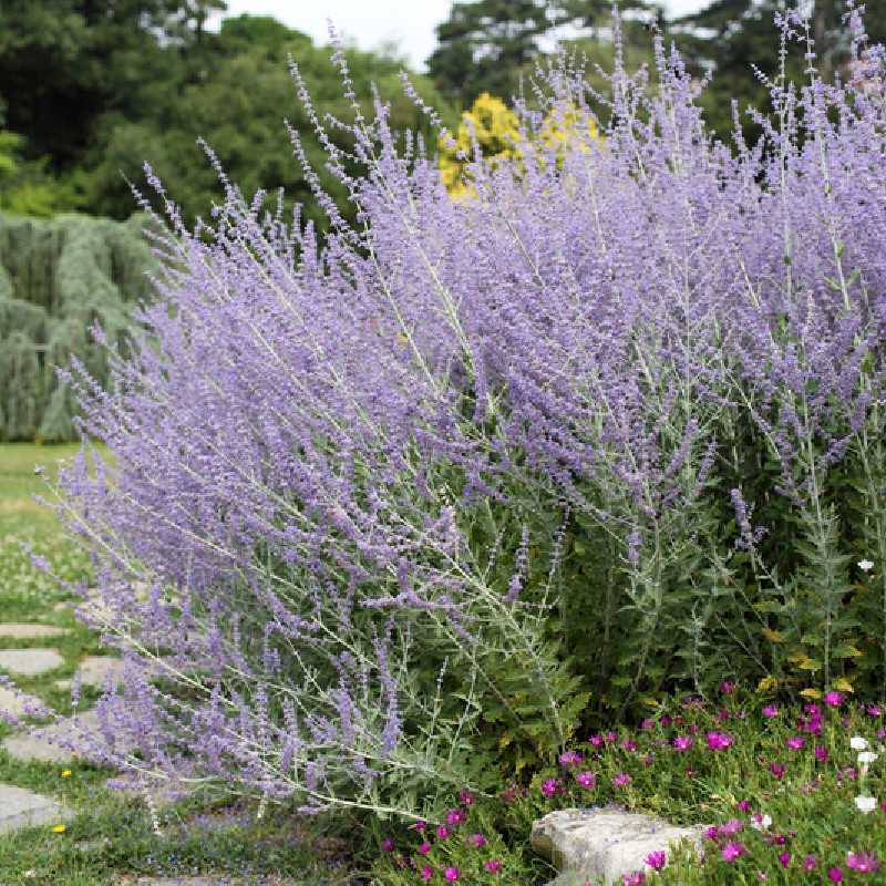 Perovskia atripliciflora ‘Blue Spire’
