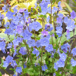Omphalodes cappadocica 'Cherry Ingram' - Petite bourrache