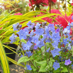 Omphalodes cappadocica 'Cherry Ingram' - Petite bourrache