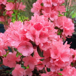 Azalea japonica 'Blaauw's Pink' - Azalée du japon