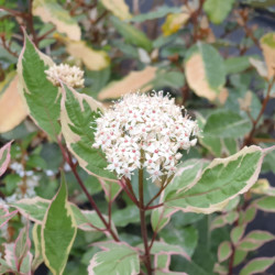 Cornus alba Miracle