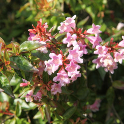 Abelia grandiflora ‘Edouard Goucher’
