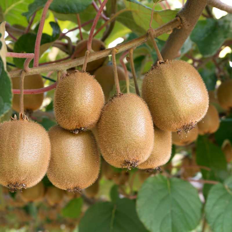 Actinidia chinensis 'Hayward' (kiwi femelle)