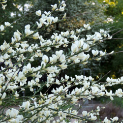 Cytisus × praecox 'Albus' - Genêt précoce