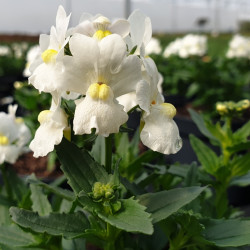 Nemesia Honey White