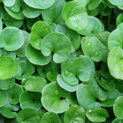 Dichondra repens