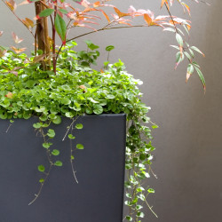 Dichondra repens