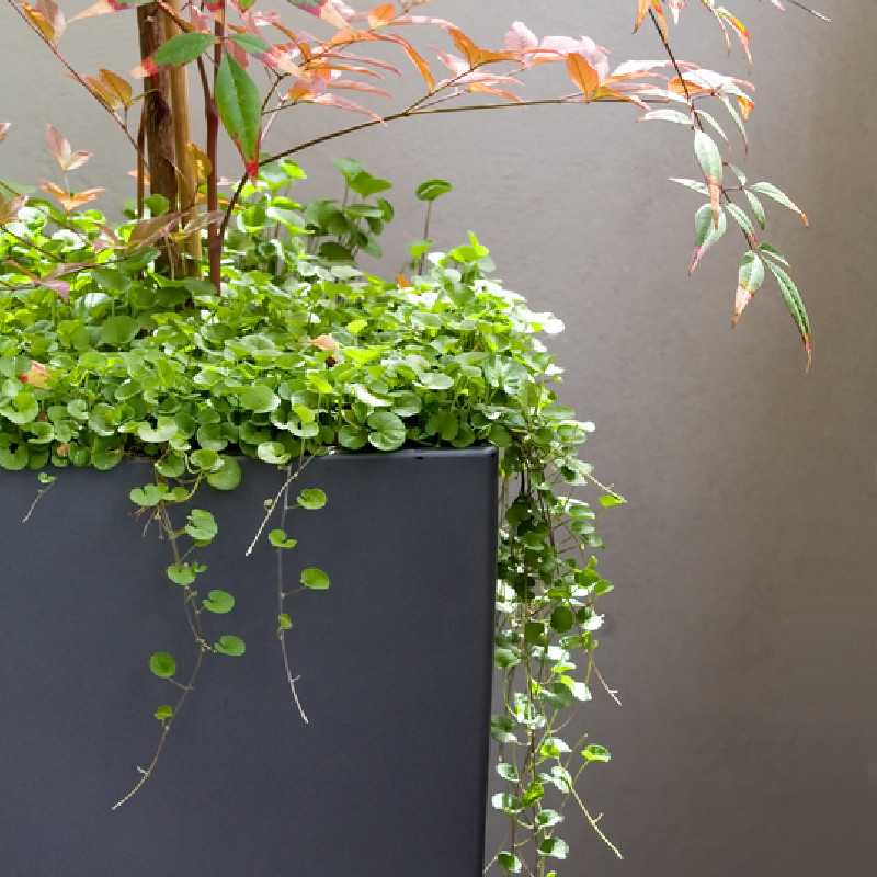 Dichondra repens