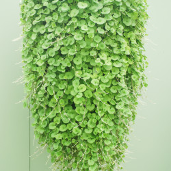 Dichondra repens
