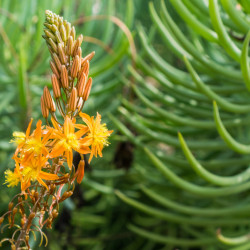 Bulbine frutescens Hallmarck