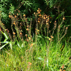 Bulbine frutescens Hallmarck