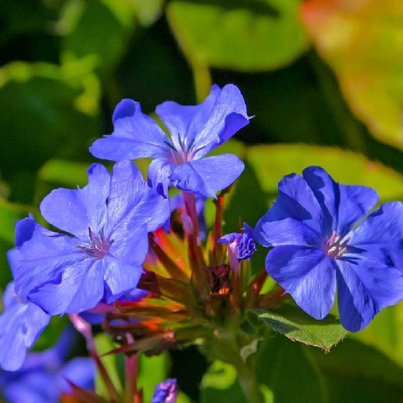 Ceratostigma plumbaginoides
