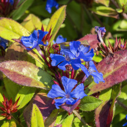 Ceratostigma plumbaginoides