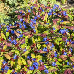 Ceratostigma plumbaginoides