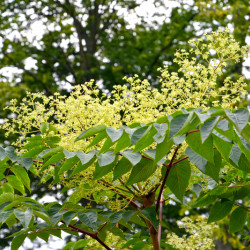 Aralia elata