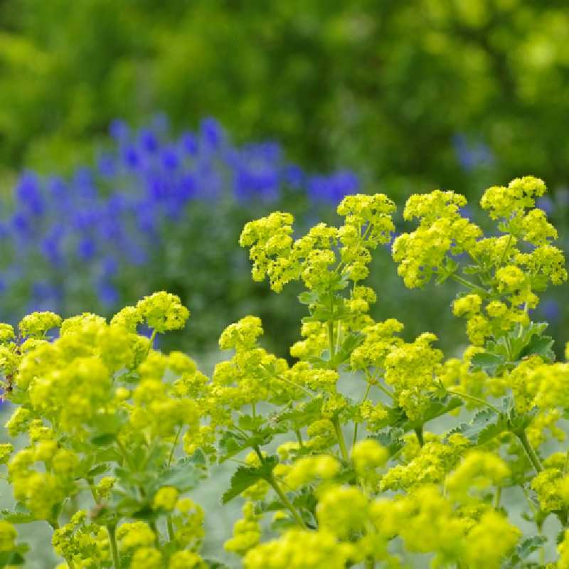 Alchemilla mollis