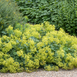 Alchemilla mollis