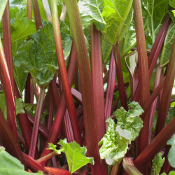 Rheum rhabarbarum - Rhubarbe des jardins