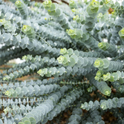 Eucalyptus pulverulenta Baby blue