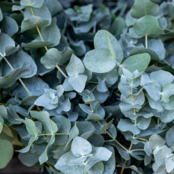 Eucalyptus pulverulenta Baby blue