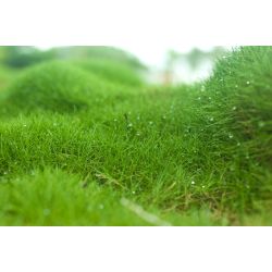 Zoysia tenuifolia