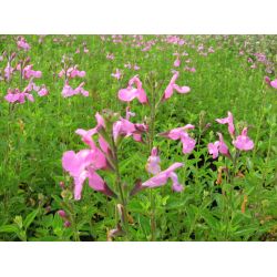 Salvia microphylla Trenance