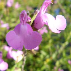 Salvia microphylla Trenance