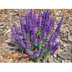 Salvia nemorosa ‘Apex‘ ® Blue