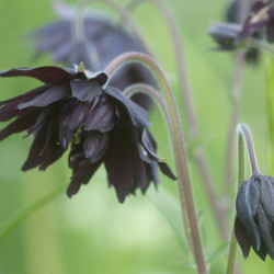 Aquilegia vulgaris Black Barlow