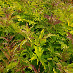 Sambucus nigra ‘Serenade‘