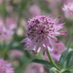 Astrantia major Pink pride