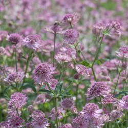 Astrantia major Pink pride